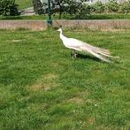 Witte pauw haan, Dieren en Toebehoren, Mannelijk, Overige soorten