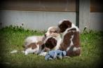 Border Collie pups, Dieren en Toebehoren, Honden | Herdershonden en Veedrijvers, CDV (hondenziekte), Meerdere, 8 tot 15 weken