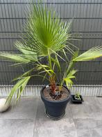 Palmier - Washin Gtonia Robusta, Jardin & Terrasse, Plantes | Jardin, Enlèvement