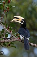 Bonte neushoornvogel 1-1, Dieren en Toebehoren, Meerdere dieren, Geringd