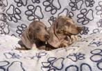 Teckel en dwergteckel pups, CDV (hondenziekte), Meerdere, 8 tot 15 weken, Meerdere dieren