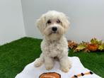 Maltipoo Puberpups, Dieren en Toebehoren, Honden | Chihuahua's en Gezelschapshonden, België, 15 weken tot 1 jaar, Overige rassen