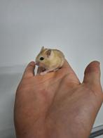 Jonge Russische dwerghamsters beschikbaar, vele kleurtjes, Hamster, Tam