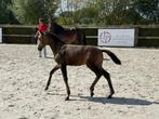 Te koop op BWP-online auction: Guini Van De Kromme Hei, Dieren en Toebehoren, Pony's, Merrie, Met stamboom, Dressuurpony, 0 tot 2 jaar