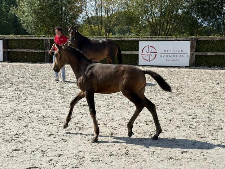 Te koop prachtig donker valk merrie veulen, Dieren en Toebehoren, Pony's, Merrie, Onbeleerd, D pony (1.37m tot 1.48m), Dressuurpony