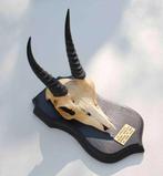 Schedel MOUNTAIN REEDBUCK op zwart houten schild (ref. E), Enlèvement ou Envoi, Utilisé, Animal sauvage, Crâne