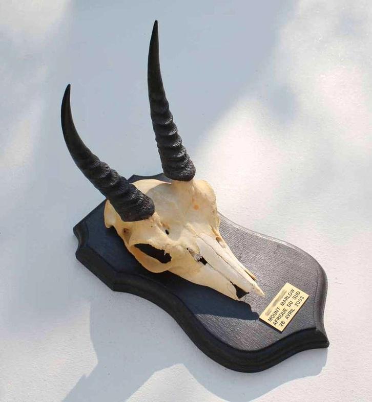 Schedel MOUNTAIN REEDBUCK op zwart houten schild (ref. E), Verzamelen, Dierenverzamelingen, Gebruikt, Schedel, Wild dier, Ophalen of Verzenden