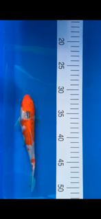 Japanse koi karper Goshiki, Dieren en Toebehoren, Vissen | Vijvervissen, Karper of Koi