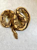 1.0 volwassen redstripe fire het clown koningspython, Dieren en Toebehoren, Slang, Tam, 3 tot 6 jaar