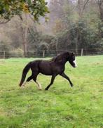 Prachtige Welsh A merrie, Dieren en Toebehoren, Merrie, Gechipt, A pony (tot 1.17m), 3 tot 6 jaar