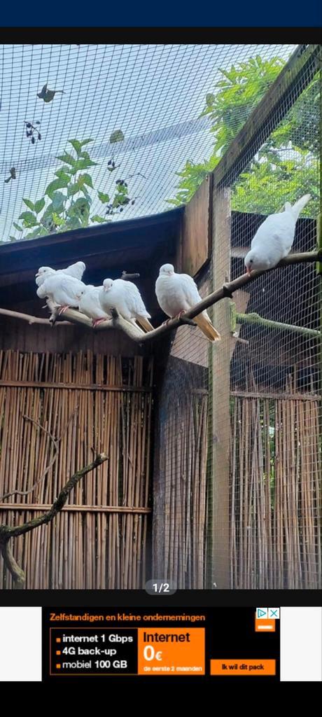 Bruidsduiven, Dieren en Toebehoren, Vogels | Duiven