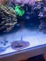 Zeewater rog ( Neotrygon Kuhlii ), Vis