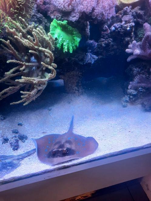 Zeewater rog ( Neotrygon Kuhlii ), Dieren en Toebehoren, Vissen | Aquariumvissen, Vis