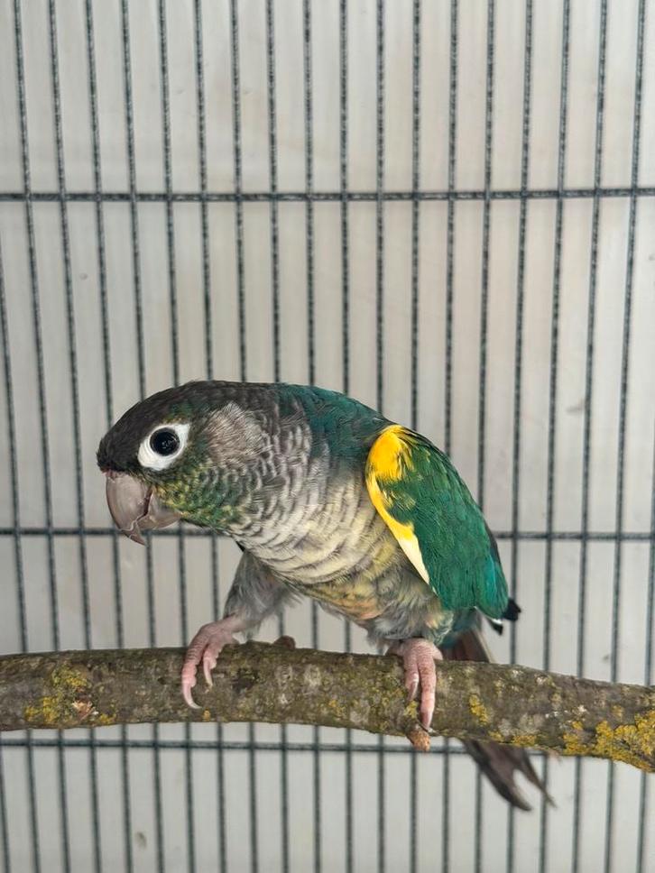 Pyrrhura, Animaux & Accessoires, Oiseaux | Perruches & Perroquets, Femelle