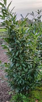Prunus laurocerasus 'Caucasica', Tuin en Terras, Ophalen, Laurier, Haag, 100 tot 250 cm