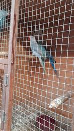 Halsband parkiet 2025, Dieren en Toebehoren, Vogels | Parkieten en Papegaaien, Parkiet, Geringd