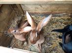 Raskonijnen Belgische haaskonijn, Dieren en Toebehoren, Meerdere dieren, Middelgroot