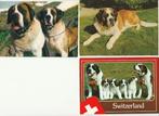 Lot de 4 cartes chiens St.Bernard, Affranchie, Chien ou Chat, Envoi