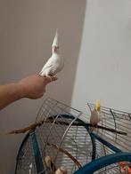 Calopsite, Animaux & Accessoires