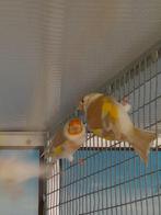 Bruinpastel putters, Dieren en Toebehoren, Vogels | Overige Vogels