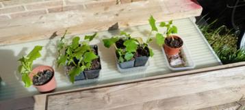Komkommerplantjes beschikbaar voor biedingen