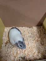 Cavia, Dieren en Toebehoren, September, Cavia