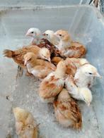 résultat du Bye Chicks Kabir Turbo le 28 mai 1,7 EURO, Poule ou poulet, Femelle