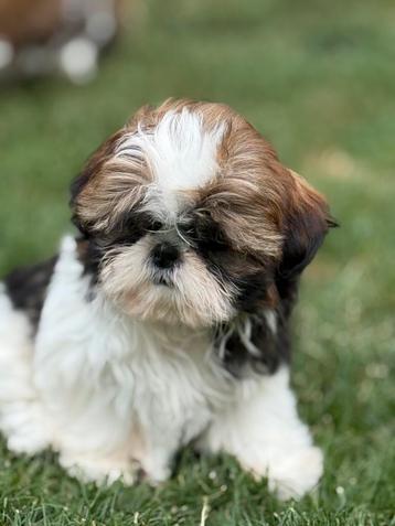 Shih Tzu pups beschikbaar voor biedingen
