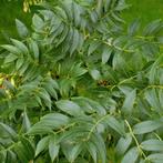 één- meerstammige bomen en struiken GRATIS, Ophalen, Overige soorten, 400 cm of meer