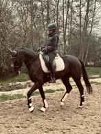 Aangeboden: lessen en trainingen voor jouw paard, Dieren en Toebehoren, Paarden, Niet van toepassing
