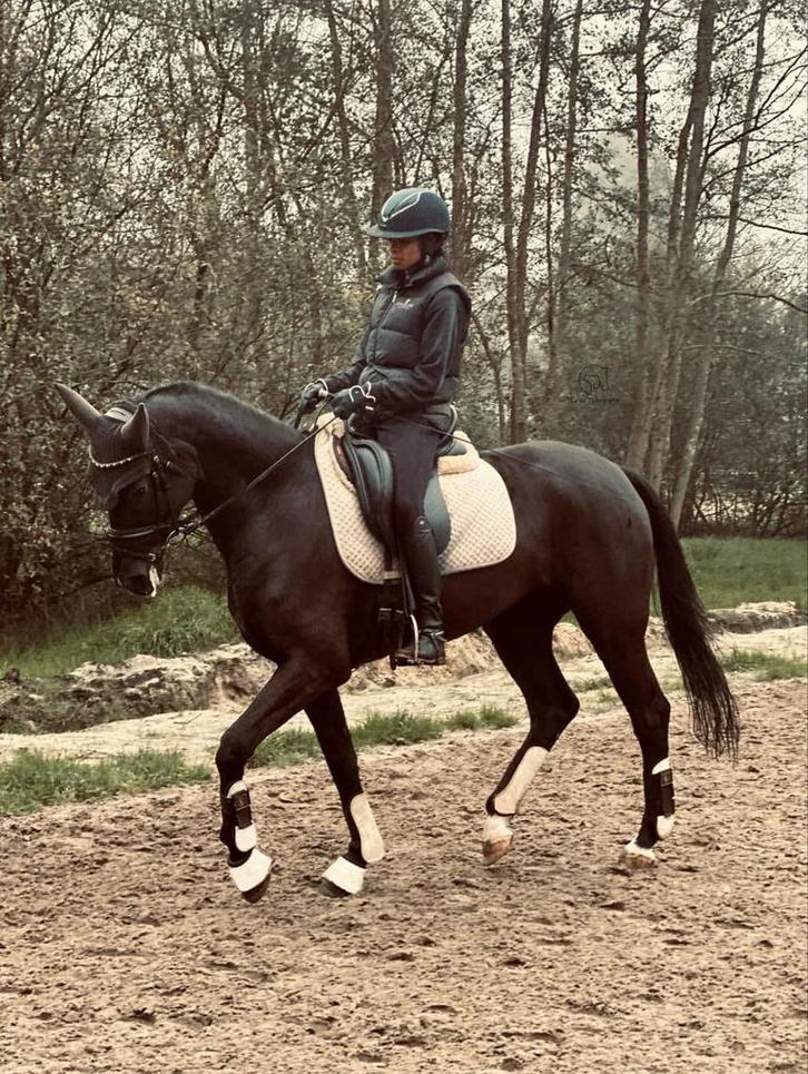 Aangeboden: lessen en trainingen voor jouw paard, Dieren en Toebehoren, Paarden, Niet van toepassing