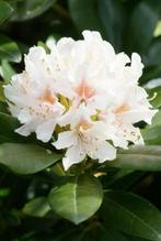 Rhododendron "Cunningham White", Ophalen, Rhododendron, Struik