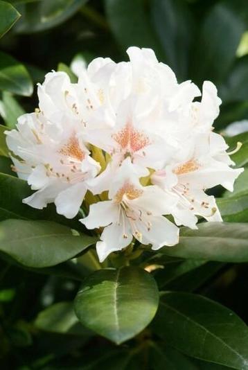 Rhododendron "Cunningham White" beschikbaar voor biedingen