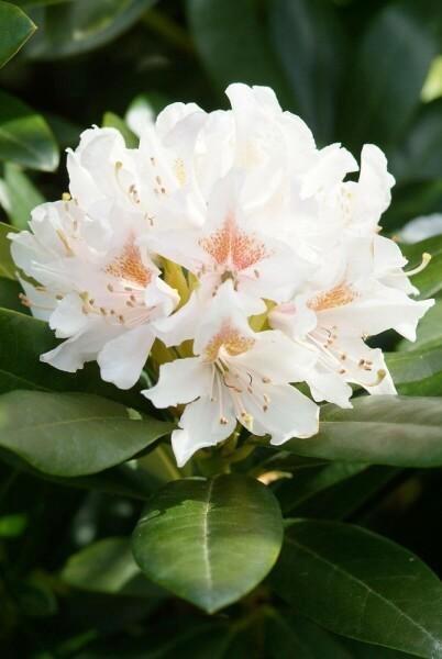 Rhododendron "Cunningham White", Tuin en Terras, Planten | Struiken en Hagen, Struik, Rhododendron, Ophalen