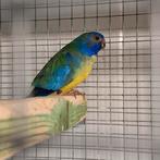 Splendid parkieten in gezoomd EF en DF, opaline, Dieren en Toebehoren, Vogels | Parkieten en Papegaaien, Meerdere dieren, Parkiet