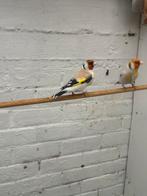 Putters /distelvinken te koop, Dieren en Toebehoren