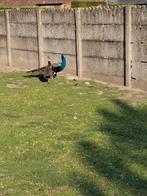 Koppel pauwen, Dieren en Toebehoren, Pluimvee