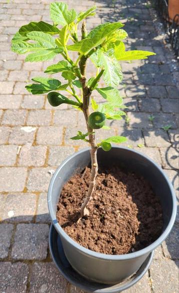 Vijgenboom, Ophalen, Vijgenboom