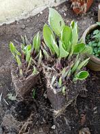 Hosta, Overige soorten, Volle zon, Vaste plant, Ophalen of Verzenden