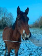 Halve stal - merrie, Dieren en Toebehoren, Paarden, Merrie, Met stamboom, Zadelmak, 3 tot 6 jaar