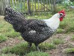 Goudbrakel haan en zilverbrakel hen, Dieren en Toebehoren, Pluimvee