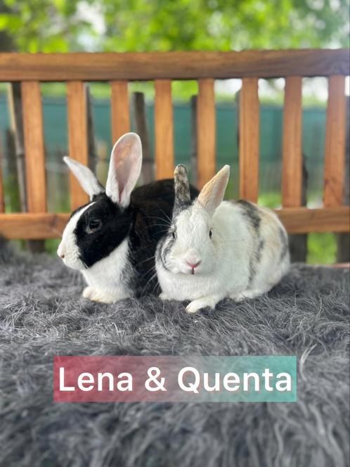 Ter adoptie koppel voedster gecastreerde ram, Dieren en Toebehoren, Konijnen, Middelgroot, Meerdere dieren, 0 tot 2 jaar