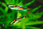 Ong. 50 Endler Guppy man/vrouw mix, Dieren en Toebehoren, Vis, Zoetwatervis, Schoolvis