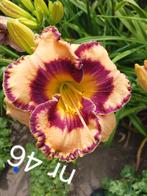 Hemerocallis  nr 46, Ophalen of Verzenden