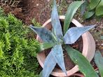 Agave in groot terracotta pot, Tuin en Terras, Ophalen