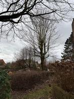 brandhout - hout - boom, Tuin en Terras, Ophalen, Eikenhout