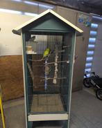 3 kooien (parkieten), Dieren en Toebehoren, Vogels | Parkieten en Papegaaien