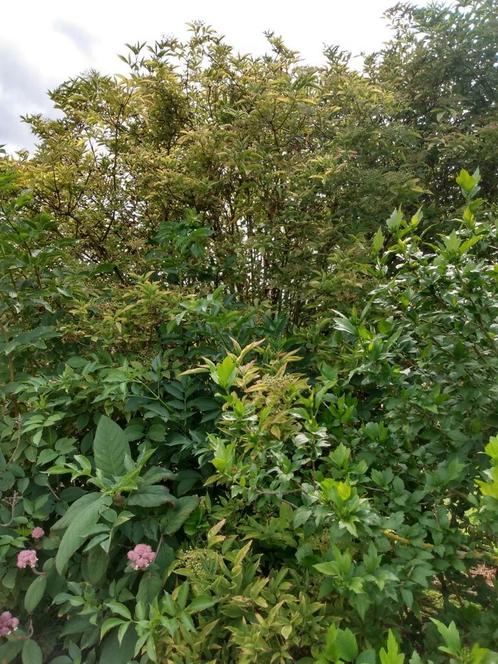 Buisson de sureau, Jardin & Terrasse, Plantes | Arbustes & Haies, Enlèvement
