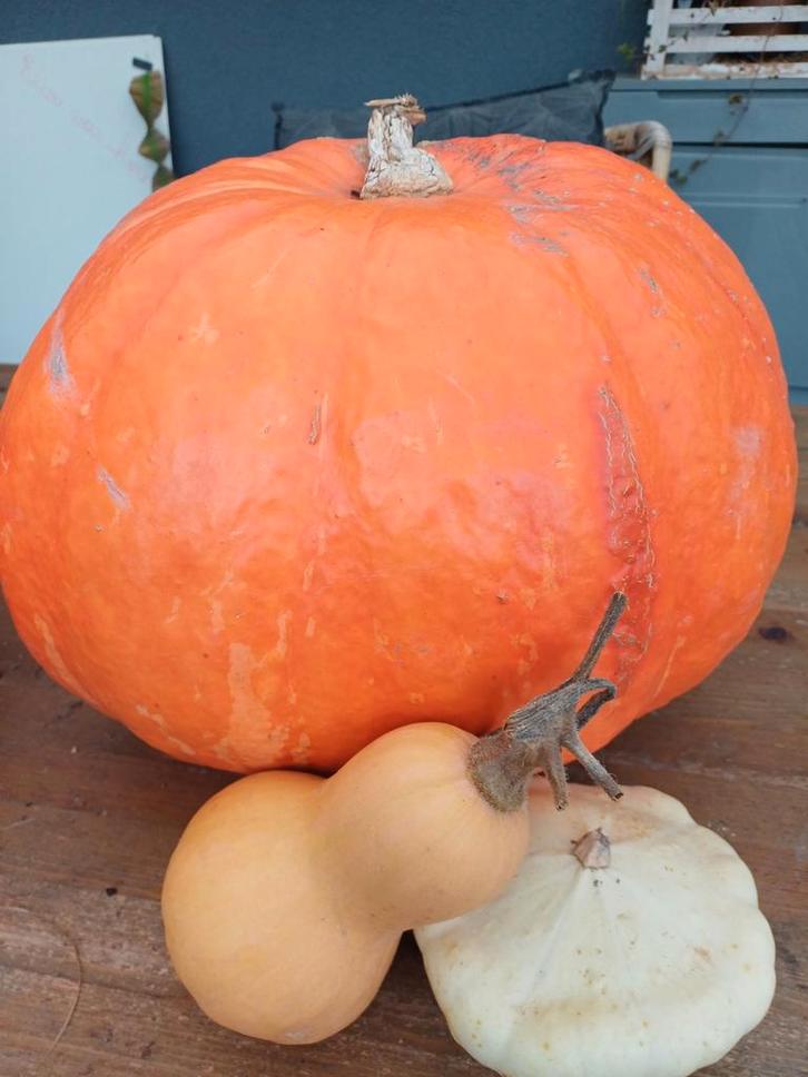 pompoenen bio lokaal goedkoop 0.60 euro per kg, Diversen, Levensmiddelen, Ophalen