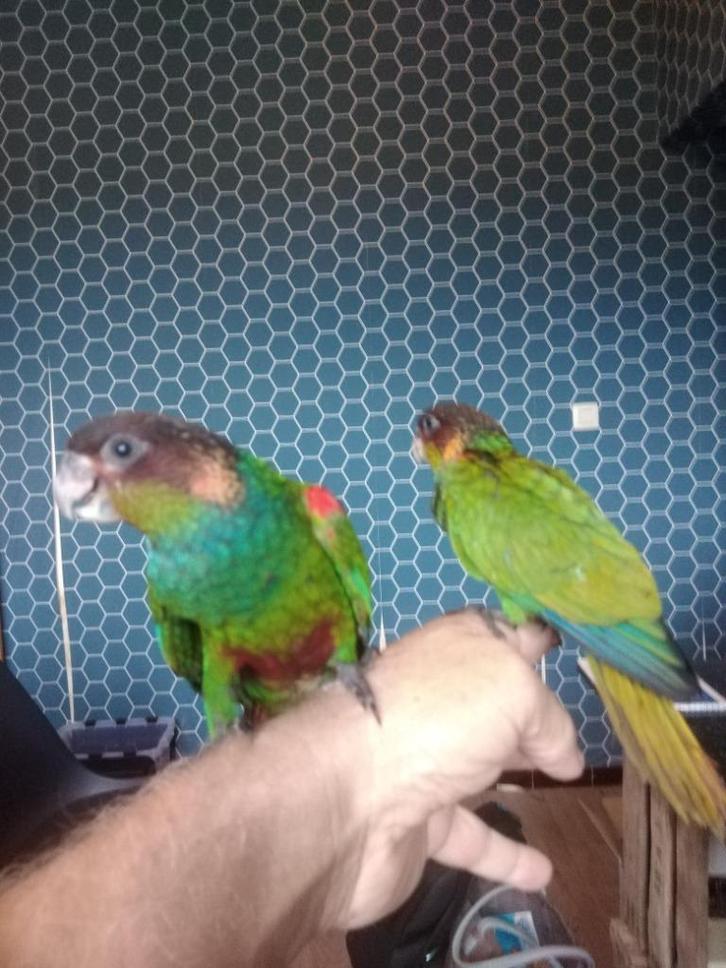 Koppels pyrrhura cruentata, Dieren en Toebehoren, Vogels | Parkieten en Papegaaien, Parkiet, Meerdere dieren, Geringd